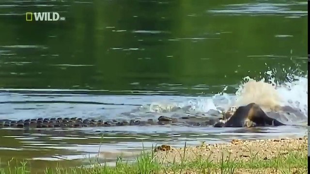 Дикие животные. Африка. Нильский крокодил.