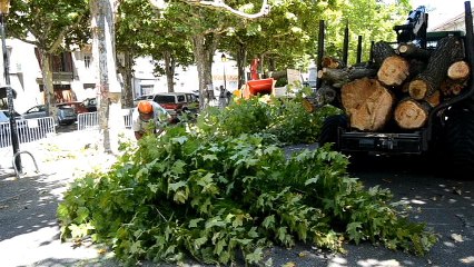 Crest : coupe de trois platanes place Joubernon