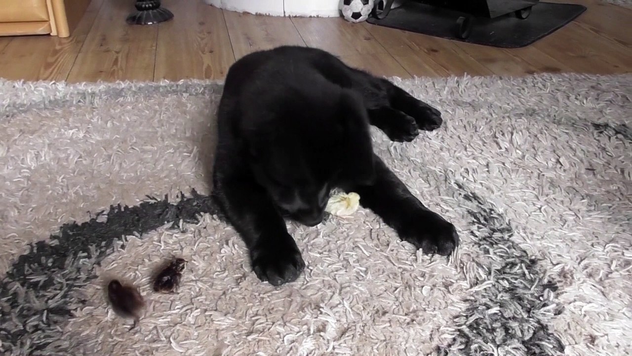 Puppy meets quail