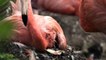 Un zoo britannique accueille 14 poussins de flamants roses