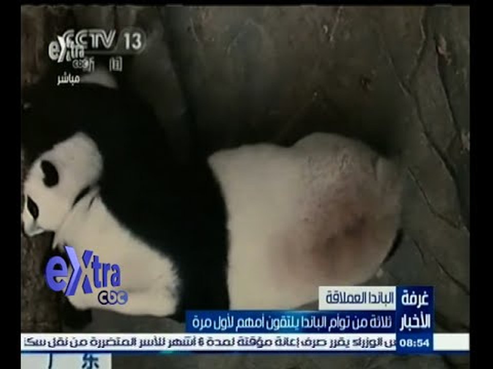 #غرفة_الأخبار | شاهد ٫٫ رد فعل تؤام الباندا عند مشاهدة أمهم لأول مرة