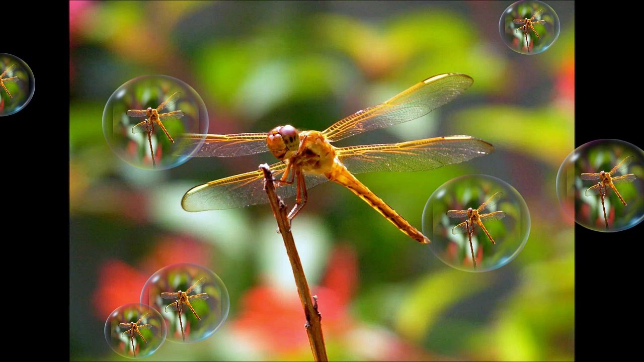 Dragonfly