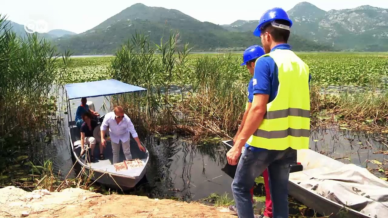 Bedrohte Krauskopfpelikane in Montenegro | DW Deutsch