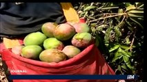 Israël invente un jacuzzi à ultrasons pour prolonger la vie des mangues