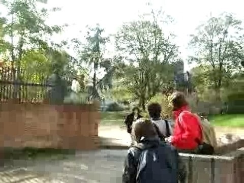 Fais la poule, fais la poule :p