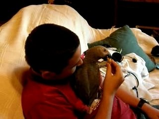 Gris du Gabon et sa cacahuète