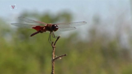 These Genetically-modified Dragonflies Could Be Used For Spying
