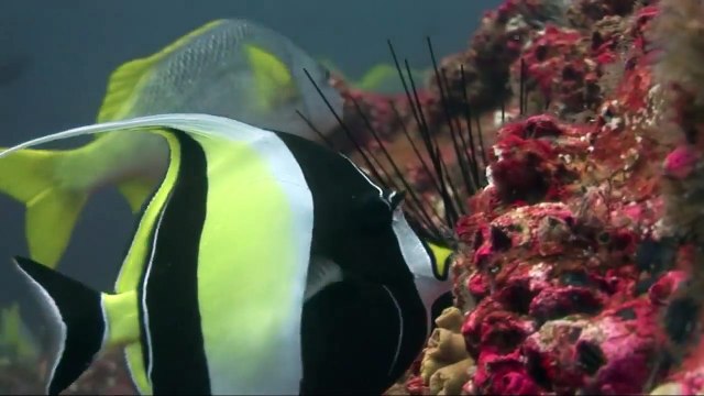 Liveaboard Life: The Okeanos Aggressor I and Okeanos Aggressor II