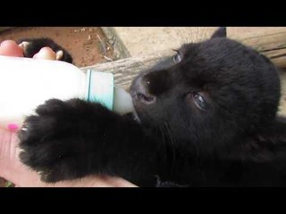 Cute Baby Jaguar Enjoys Bottle