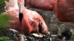 British zoo welcomes 14 new flamingo chicks
