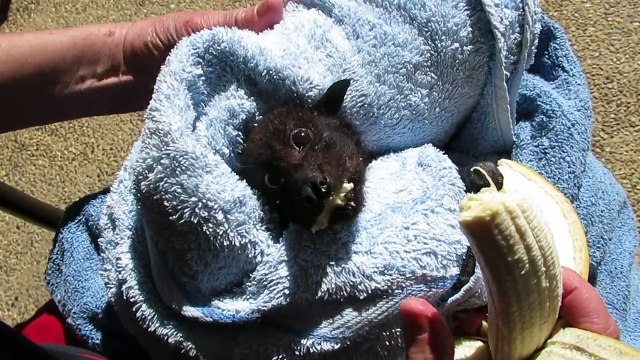 Une chauve-souris se goinfre avec une banane