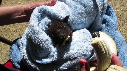 Une chauve-souris se goinfre avec une banane