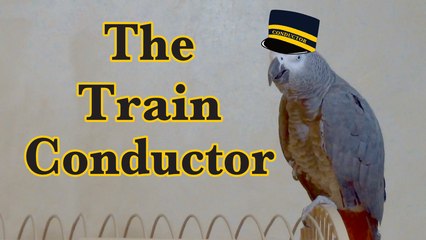 Talented parrot is a wannabe train conductor
