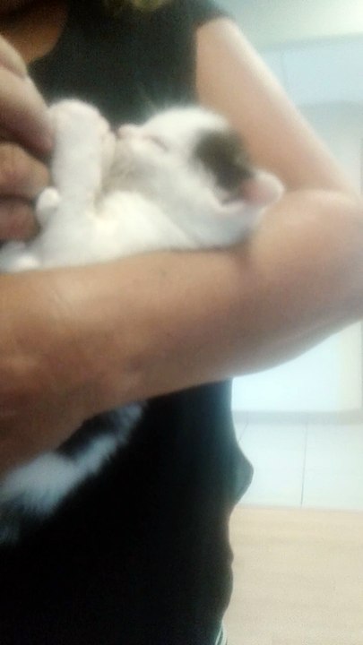 Aww A Kitten