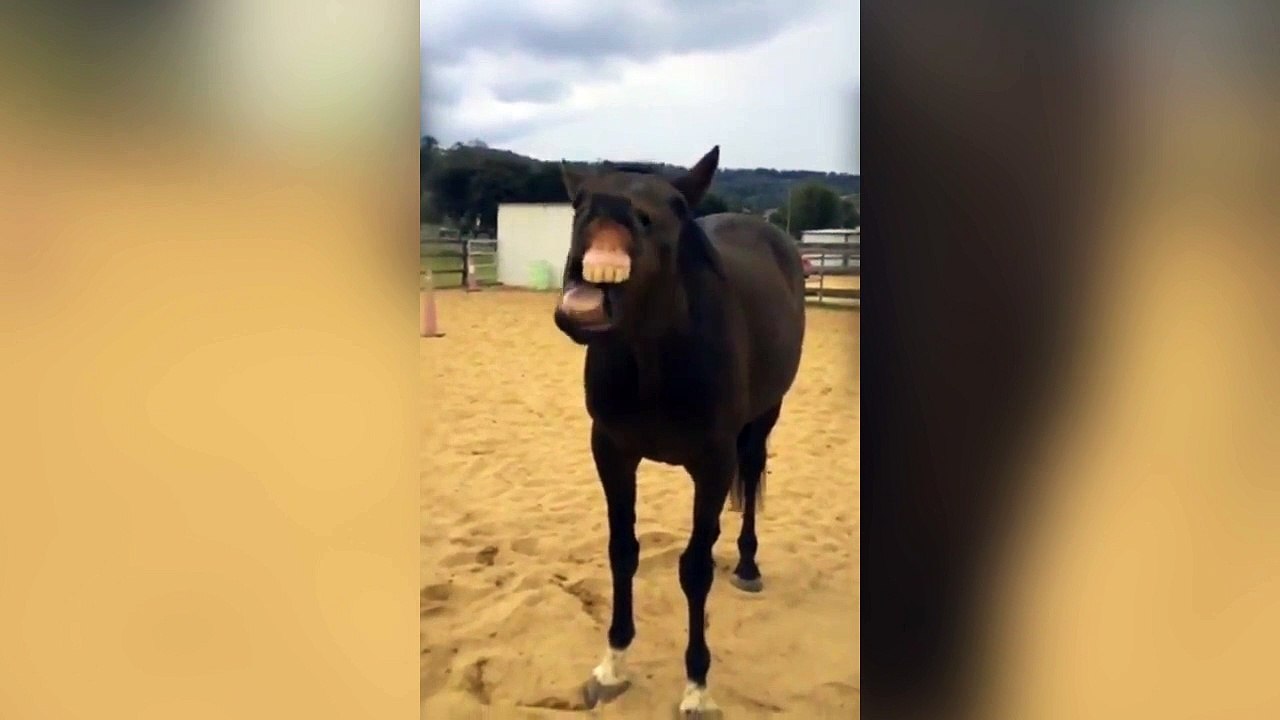 Ce cheval est le roi des grimaces !