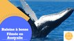 Baleine à bosse Filmée en Australie par des touristes!!