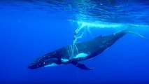 Tangled Mother Whale Freed From Buoy