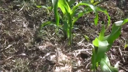 Maíz el grano de mayor cultivo