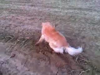 Pourquoi les chiens font-ils cela ?