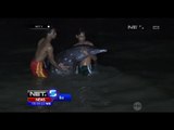 Penuh Luka, Lumba-lumba Ini Terdampar di Pantai Nambangan - NET5