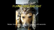funny dog and cat