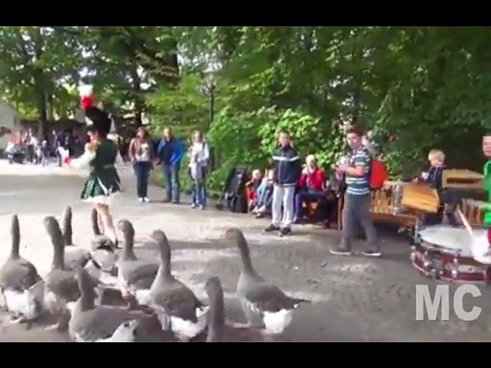 Geese Parade