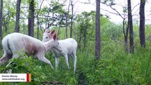 There's A Place In New York Where You Can See White Deer