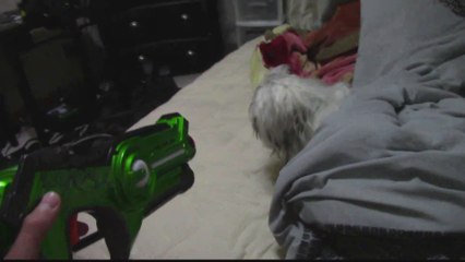 A Crazy Dog Video That Makes no Sense at all