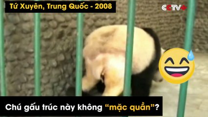 Chú gấu trúc khỏa thân hot nhất mxh thời gian qua