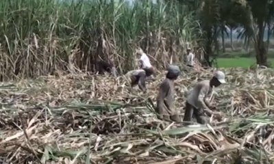 Petani Keluhkan Rencana Pengenaan Pajak Pada Tebu