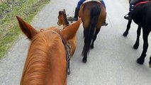 Potra gracioso Caballos, ostern 5, animales divertidos, vídeo de pferde, potro, caballo del bebé, cavalli, 말, chevaux