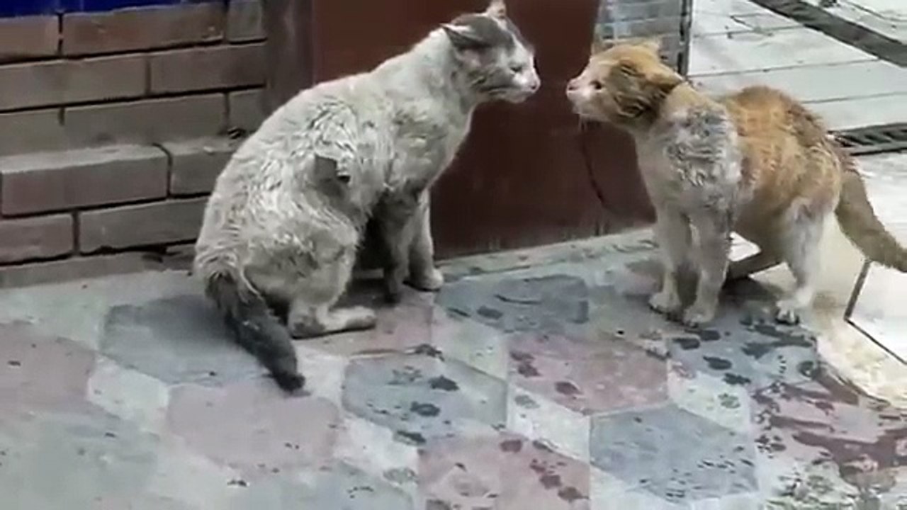 horrible cat fight!