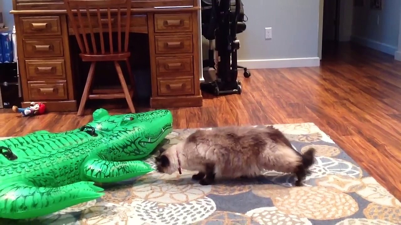 Funniest Scaredy Cat Home Videos of 2016 Weekly Compilation | Funny Pet Videos