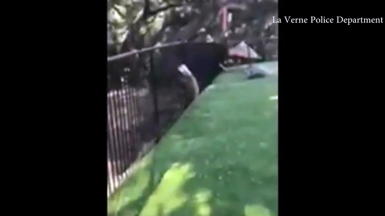 Etats-Unis : des policiers libèrent un ourson coincé dans un bidon en plastique