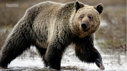 Colorado: un campeur se réveille dans la gueule d'un ours