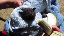 Le truc le plus adorable de votre journée : une chauve-souris qui adore les bananes