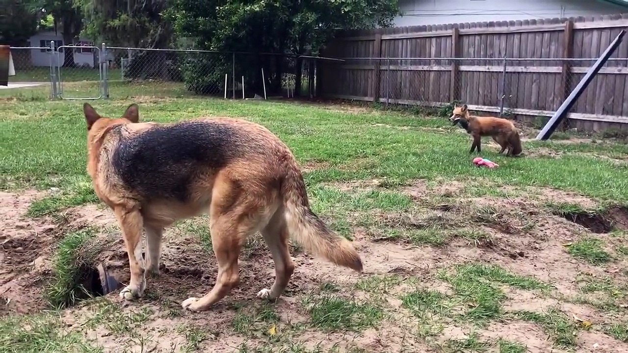Amitié incroyable entre un berger allemand et un renard apprivoisé