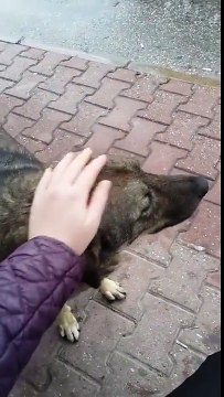 Ce chien abandonné demande des calins dès qu'on arrête de le caresser !