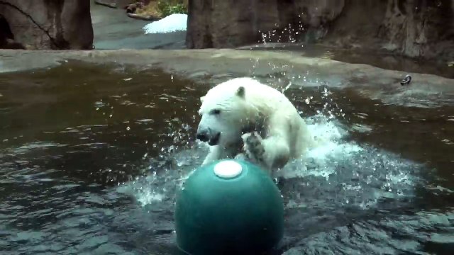 Ce bébé ours blanc s'entraîne à plonger... en gros plats sur le ventre !