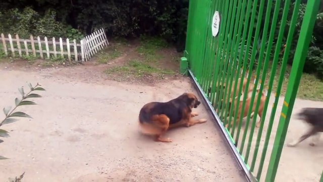 Ces chiens s'aboient dessus à travers une barrière.. ouverte !