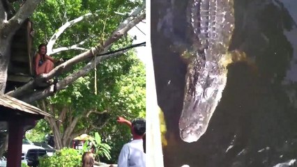 Se baigner à côté d'un alligator