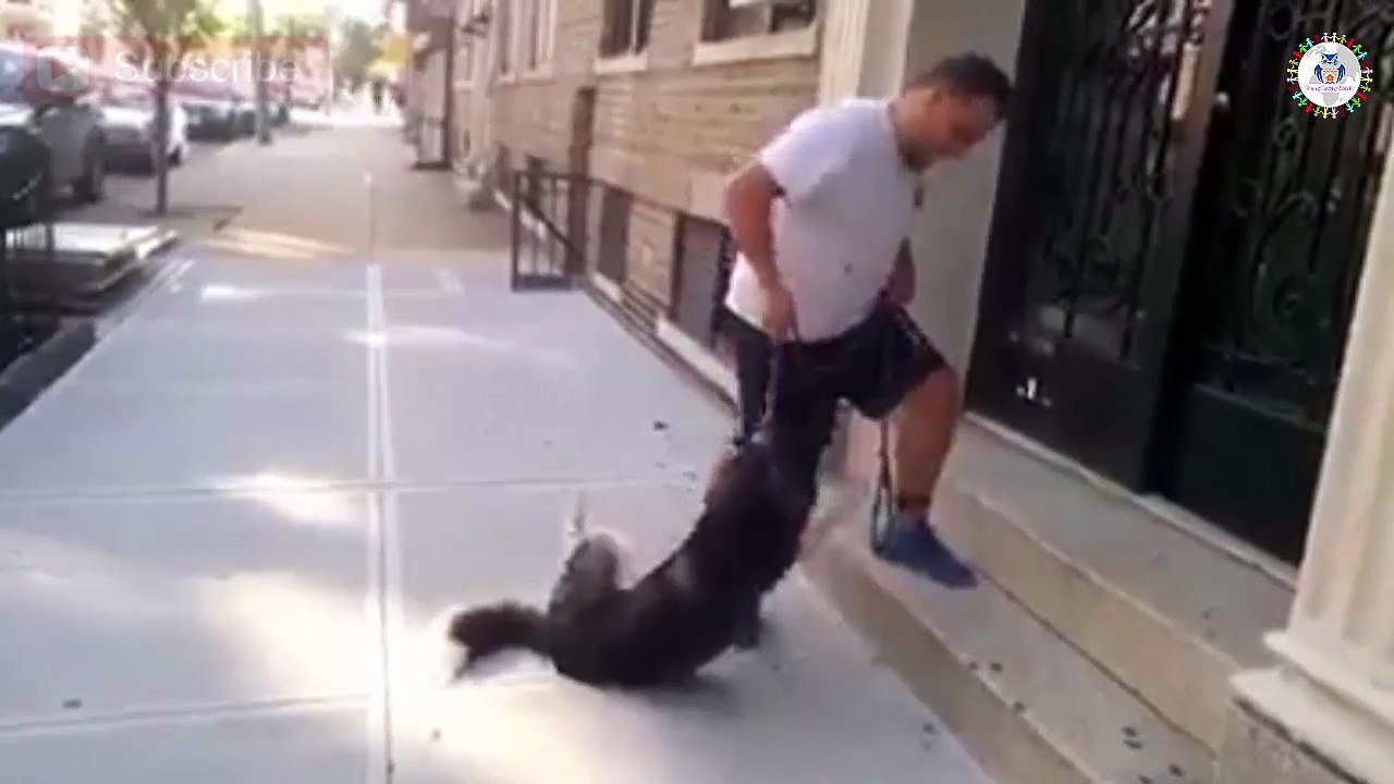 This dog refused to go back home !! what a Great actor  !