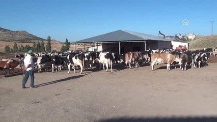 Süt Kooperatifinde Yönetimi Kadınlar Devraldı