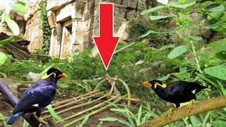 Awesome Quick Bird Trap  -  How To Make Best Sling Bird Trap That Work 100%