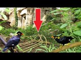 Awesome Quick Bird Trap  -  How To Make Best Sling Bird Trap That Work 100%