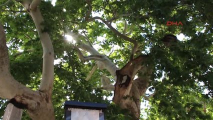 Burdur Sıcaktan Bunalan Çınara Sığınıyor