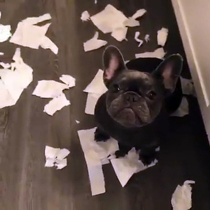 C'est pas moi, je te jure que c'est pas moi !