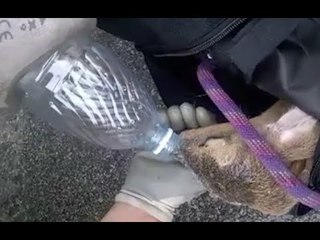 Crevari (GE) - Capriolo salvato dai Vigili del Fuoco (11.07.17)
