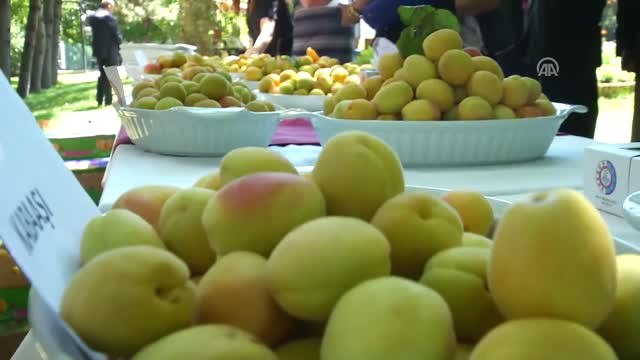 Malatya Kayısısı, AB'den Coğrafi Işaret Tescili Aldı - Bakan Çelik (1)