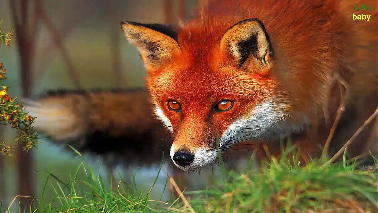 Compilation Animals Names and Sounds for Children | Animals English Class